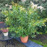 Oleander wysoki biały