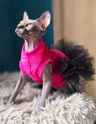 Śliczne kocięta rasy Sfinks Kanadyjski 