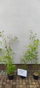 Fargesia Rufa, sadzonki bambusa 5L, wys 60cm+