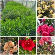 Oleander sadzonki o pełnych pachnących kwiatach