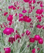 Firletka omszona 4 sadzonki