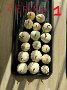 Dynia biała, ozdobna, baby boo zestaw