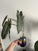 Philodendron atabapoense filodendron