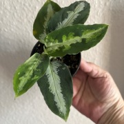 Aglaonema Pictum Argentum Stiria - welwetowe liście , don. 7 cm - rzadkość