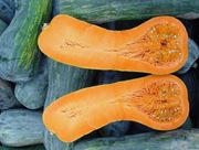 Dynia Lunga di Napoli nasiona kolekcjonerskie