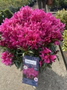 Rododendron Inkarho Dark Pink duża sadzonka
