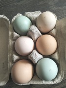 Jaja lęgowe  kurze kolorowe