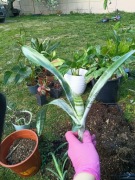 aechmea  roślina