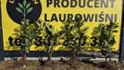 Laurowiśnia Novita 70-90 CM KOPANA Z GRUNTU na zamówienie PRODUCENT