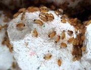 Karaczan turecki wylęg 100szt turek karaczany 