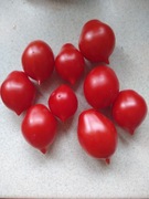 Pomidor Koktajlowy Czerwony Łezka 