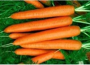 Marchew Joba 2g - Nasiona Holenderskie