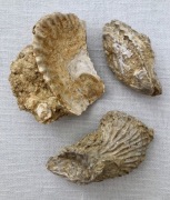 Zestaw skamieniałości 3 szt. Ostrygi