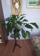 Kwiat doniczkowy (skrzydło-kwiat)