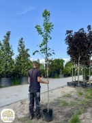 Acer rubrum, Klon czerwony, obwód 6-8, 10-12cm, wysokość 300-350cm