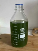 Algi Chlorella vulgaris (C.vulgaris) 250 ml - glony - żywe