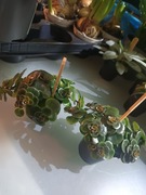 Sukulent - Sedum (rozchodnik) 