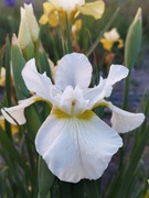 Irys syberyjski 'Shirleys Choice' Iris sibirica