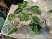 maranta mix odmian zestaw 1