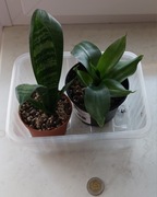 Sansevieria 2 szt ttrifasciata  zaylanica compacta i hahnii
