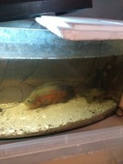 Pielęgnice pawiokie i gibiceps