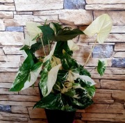 Syngonium Albo Variegata Unikat kolekcjonerski  28cm Nr 3
