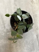 Hoya krohniana Eskimo