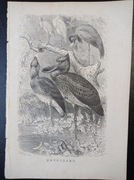 Piękna oryginalna litografia XIX - XX w. - Ptaki brodzące