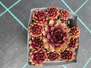 Rojniki nr 10 sadzonka p9