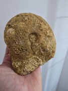 Amonit jura Dolny Kelowej 
