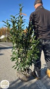 Prunus l. Elly, Etna, Laurowiśnia wschodnia, wysokości 80-200cm, bryła