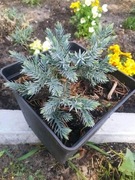 Jałowiec blues star 10 szt