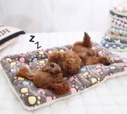 MATA DLA ZWIERZAKA PIESKA KOTKA