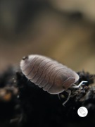 Promocja!! Isopody, prosionki Troglodillo sp soil