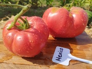 MEXICO nasiona Pomidor Kolekcjonerski