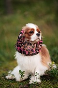 SNOOD siatkowy Hug me  Cavalier Spaniel cętki czapka
