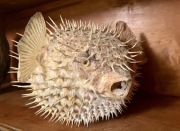 Ryba najezykowata rozdymka Kuba unikat