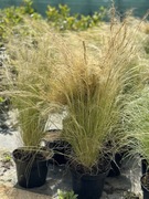 Stipa - Ostnica PONY TAIL sadzonka