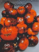 045-Königin der Nacht. Pomidory kolekcjonerskie.