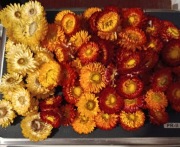 Suszone kwiaty kocanki -główki 500g