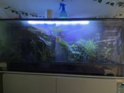 Terrarium z Gekonem Orzęsionym