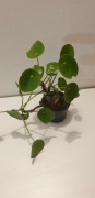 Pilea---pieniazek