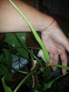 Philodendron filodendron siam sunrise Green cięty szczyt 