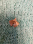 Złota zawieszka miłorząb  próba 333 0,53 gram