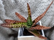 Gasteria Carinata, gasteria z Bredasdorp, II kategoria GRATIS! 85