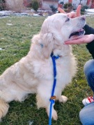 Piękny młody Golden Retiever szuka kochającej rodziny