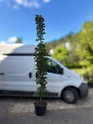 Klon pospolity 'Columnare' 2,7m+, obwód 9-11cm, kolumnowy