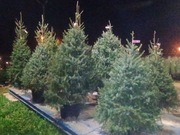 Jodła kaukaska premium w donicy do 170 cm z dostawą Śląsk 