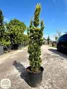Taxus baccata Fastigiata Robusta, Cis pospolity, kolumnowy, 140-160cm