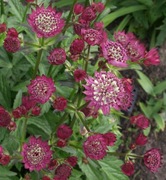 Jarzmianka Astrantia Większa Ruby Cloud 30 dużych nasion